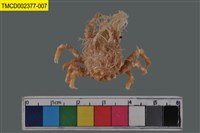 藏品(窄小并額蟹)的圖片